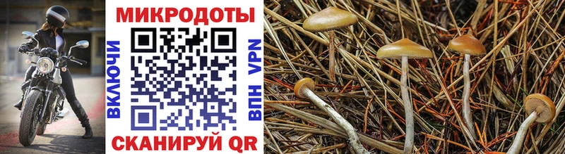 Псилоцибиновые грибы ЛСД  Горно-Алтайск 